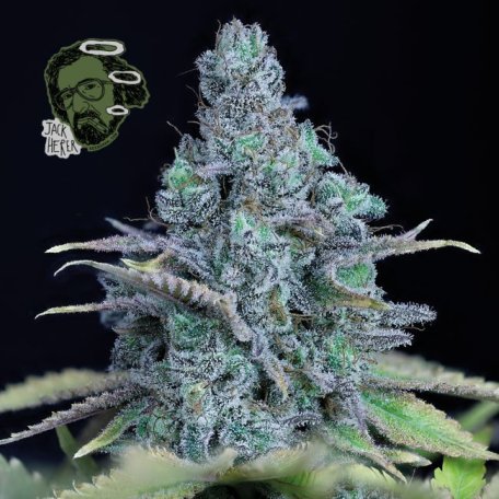 (Bild für) Jack Herer Feminised Seeds