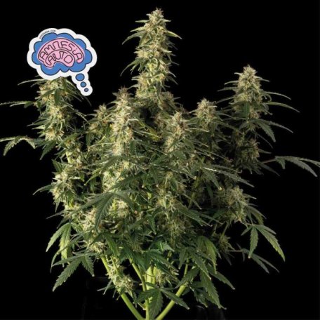 (Bild für) Amnesia Auto Feminised Seeds