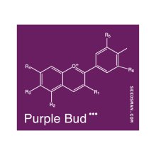 (Bild für) Purple Bud Regular Seeds