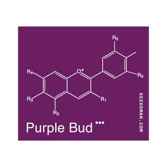 (Bild für) Purple Bud Regular Seeds