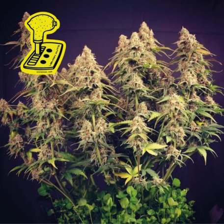 (Bild für) Lemon Auto Feminised Seeds