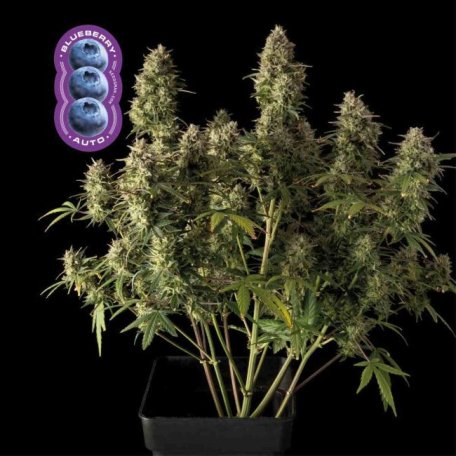 (Bild für) Blueberry Auto Feminised Seeds