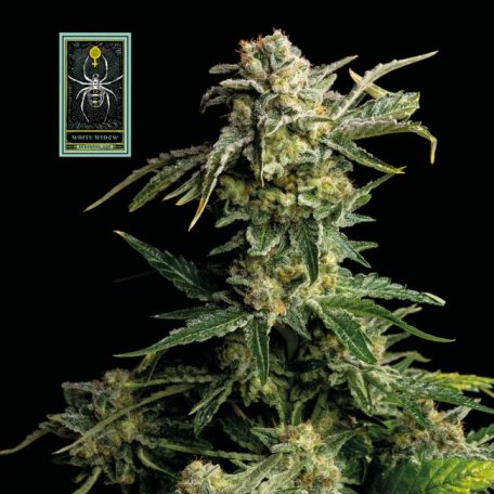 (Bild für) White Widow Feminised Seeds