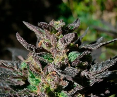 (Bild für) Grand Daddy Purple Feminised Seeds