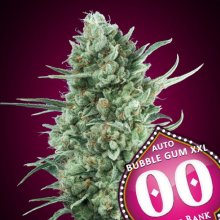 (Bild für) Bubble Gum XXL Auto Feminised Seeds