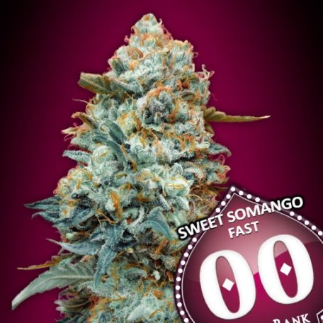 (Bild für) Sweet Somango Fast Feminised Seeds