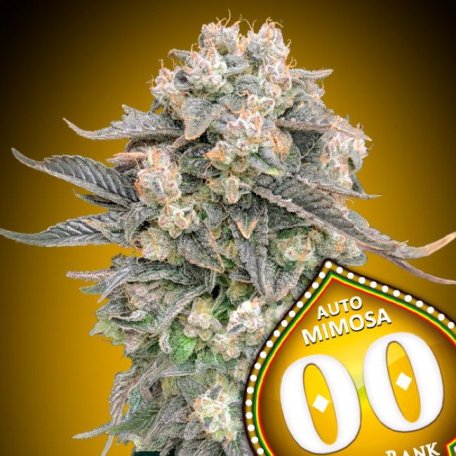 (Bild für) Mimosa Auto Feminised Seeds