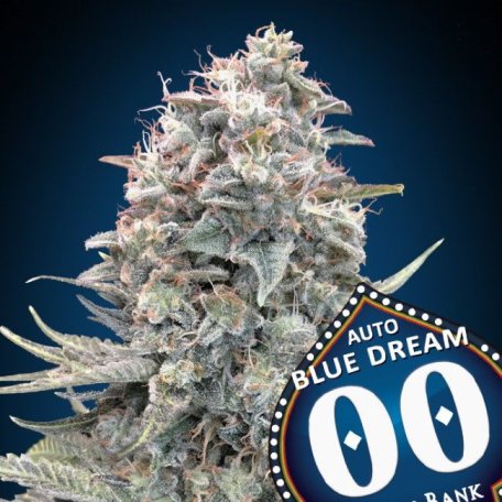 (Bild für) Blue Dream Auto Feminised Seeds