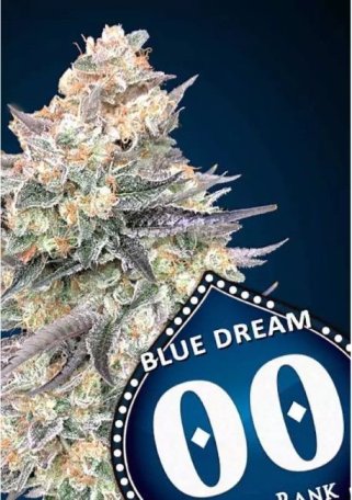 (Bild für) Blue Dream Fast Feminised Seeds