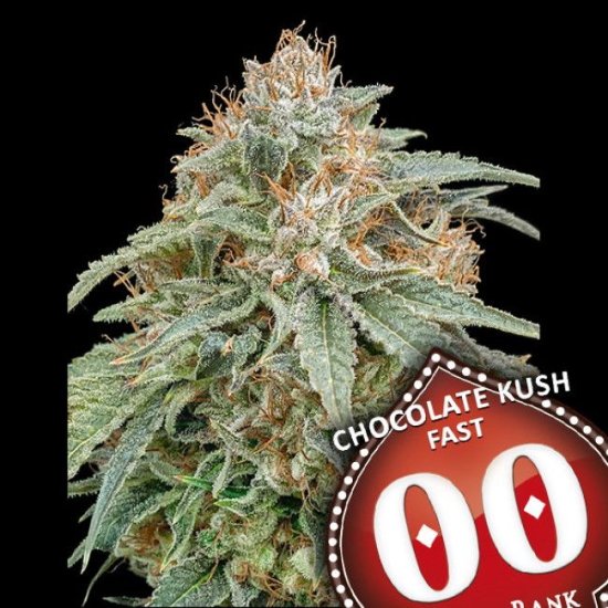 (Bild für) Chocolate Kush Fast Feminised Seeds