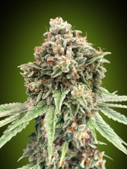 (Bild für) Sweet Critical Fast Feminised Seeds