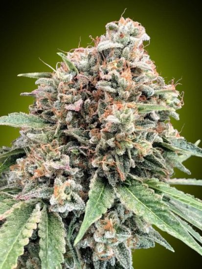 (Bild für) Sweet Critical 2.0 Feminised Seeds