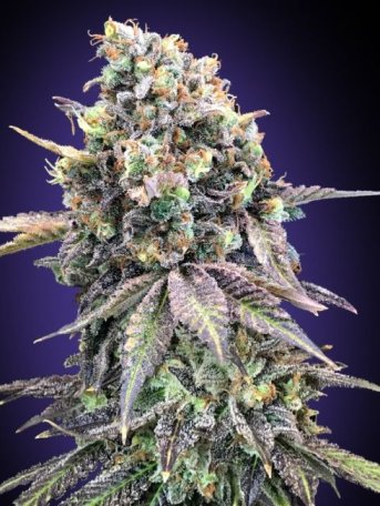 (Bild für) Purple Punch Feminised Seeds