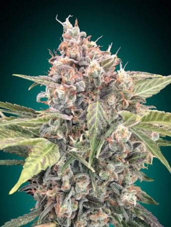 (Bild für) Northern Lights CBD Feminised Seeds