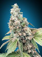 (Bild für) Harlequin CBD Feminised Seeds