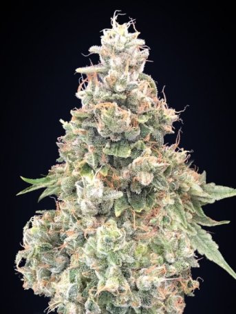 (Bild für) California Kush Fast Feminised Seeds