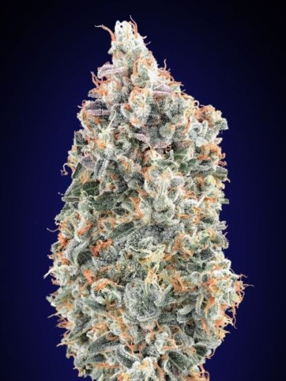 (Bild für) Blueberry Fast Feminised Seeds