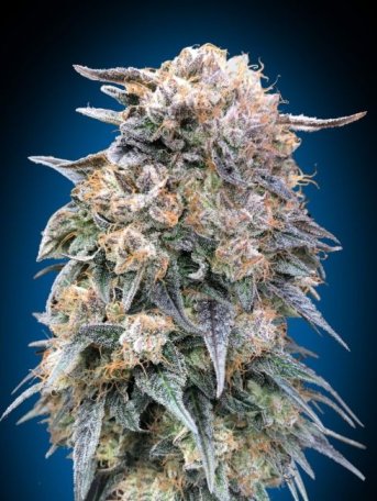 (Bild für) 00 Kush Fast Feminised Seeds