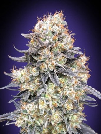 (Bild für) Purple Punch Auto Feminised Seeds