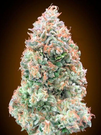 (Bild für) Chocolate Skunk XXL Auto Feminised Seeds