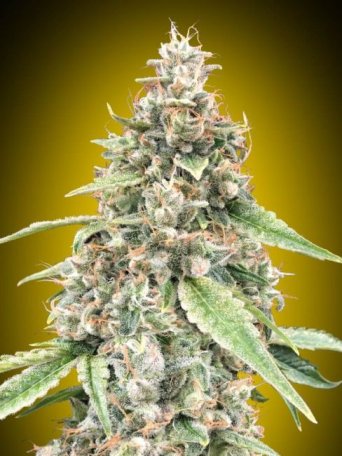 (Bild für) Lemon OG Auto Feminised Seeds