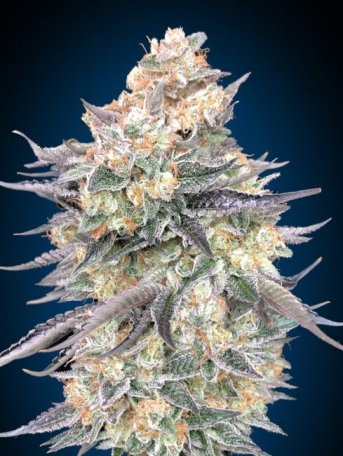 (Bild für) Blue Dream Feminised Seeds