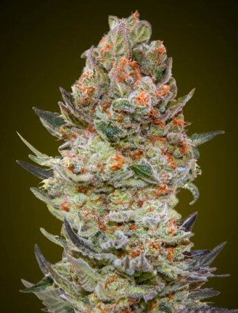 (Bild für) Sweet Critical CBD Feminised Seeds