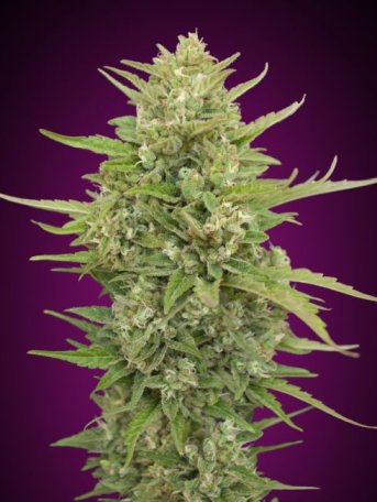 (Bild für) Super Skunk Auto Feminised Seeds