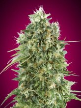 (Bild für) Bubble Gum CBD Feminised Seeds