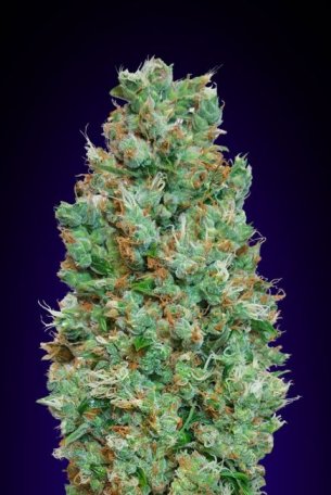 (Bild für) Blueberry Auto Feminised Seeds