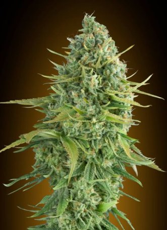 (Bild für) Do-Si-Dos Cookies Auto Feminised Seeds