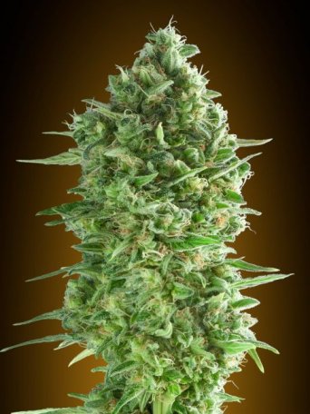 (Bild für) Do-Si-Dos Cookies Feminised Seeds