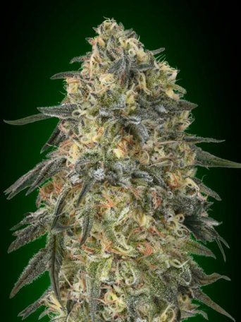 (Bild für) Gorilla Feminised Seeds