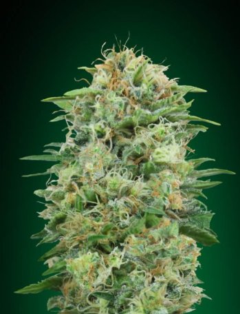 (Bild für) White Widow CBD Feminised Seeds