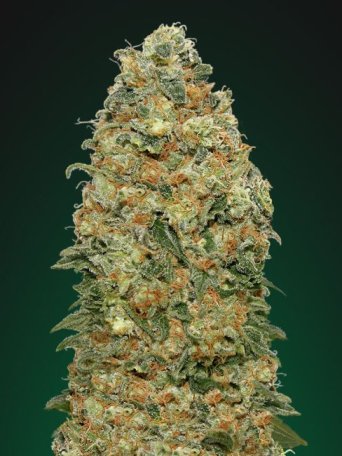 (Bild für) White Widow Feminised Seeds