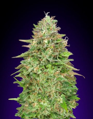 (Bild für) Critical Poison Fast Feminised Seeds