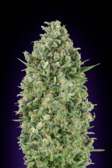 (Bild für) Critical Poison Feminised Seeds