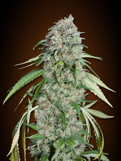 (Bild für) Chocolate Skunk CBD Feminised Seeds