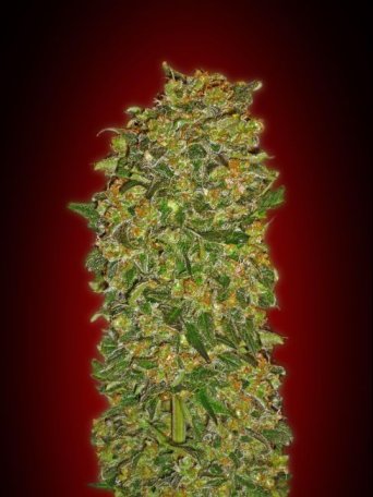 (Bild für) Chocolate Kush Feminised Seeds