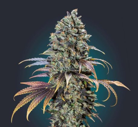 (Bild für) Chocolate Cream Feminised Seeds