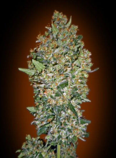 (Bild für) Cheese Berry Feminised Seeds