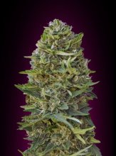 (Bild für) Caramel Kush Feminised Seeds