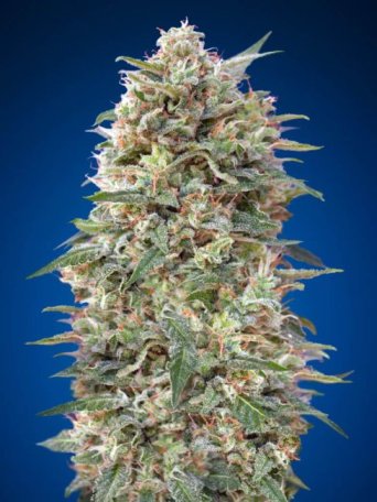 (Bild für) California Kush Feminised Seeds