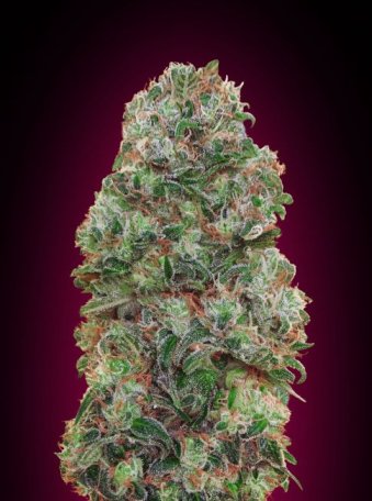 (Bild für) Bubble Gum Feminised Seeds