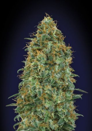 (Bild für) Blueberry Feminised Seeds