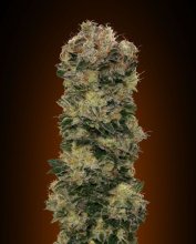 (Bild für) Sweet Soma Auto Feminised Seeds