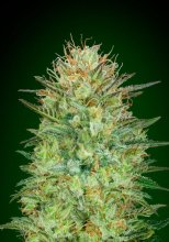 (Bild für) Sweet Critical Auto Feminised Seeds