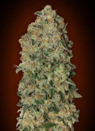 (Bild für) Chocolate Skunk Auto Feminised Seeds