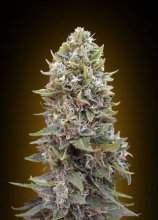 (Bild für) Cheese Berry Auto Feminised Seeds