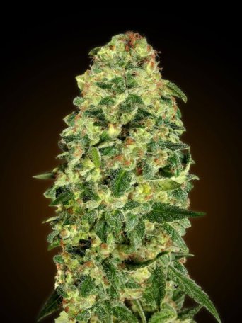 (Bild für) California Kush Auto Feminised Seeds